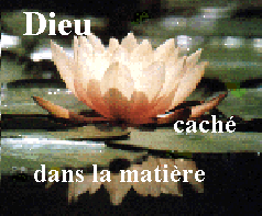 n�nuphar.gif (52187 octets)
